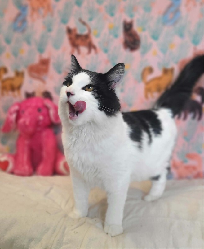 Picture of the Animal Listed